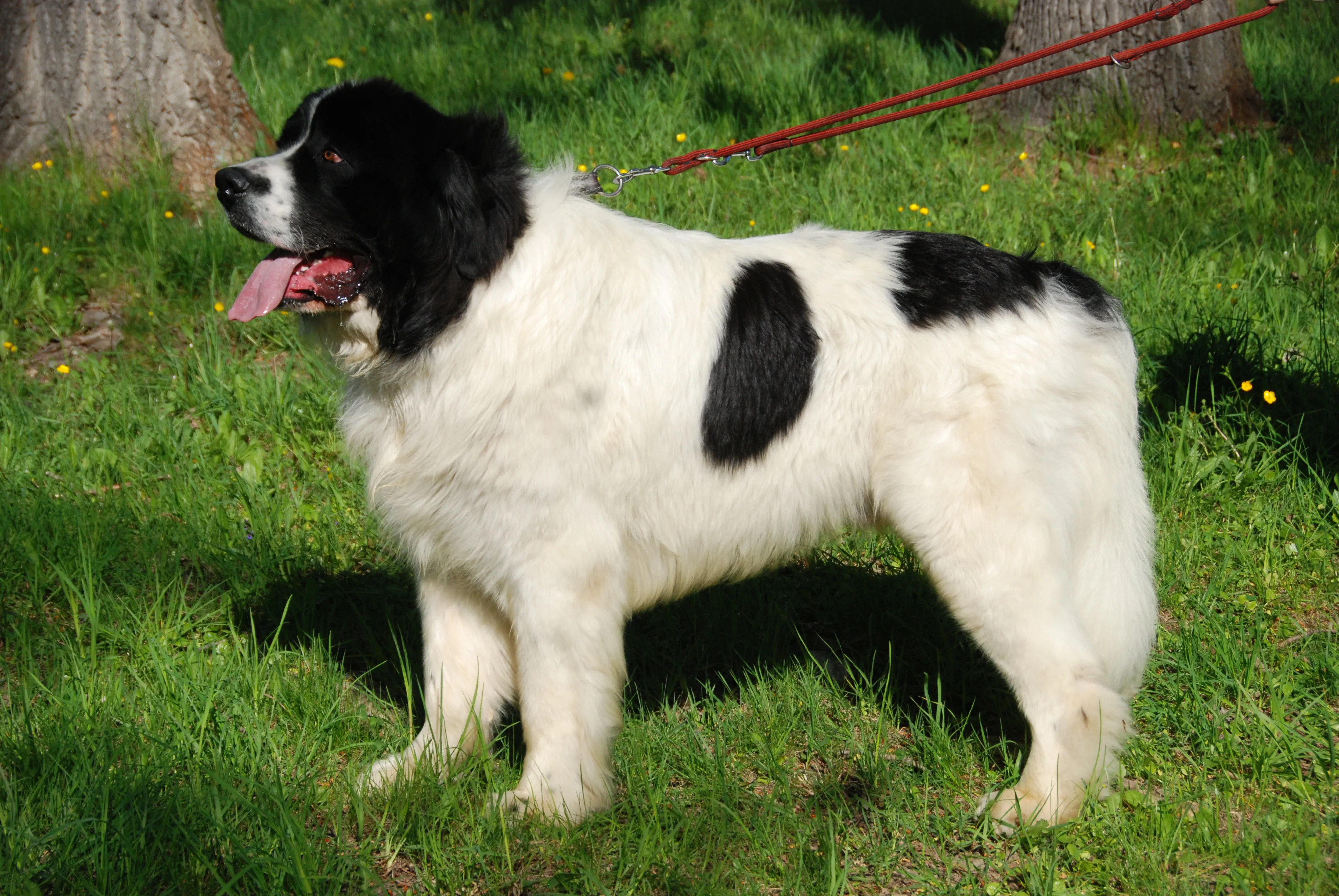 Greek Shepherd Dog
